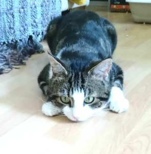 Floor