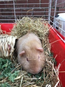 Butternut Guinea