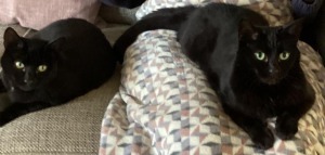 Smudge & Fudge