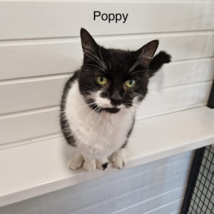 Poppy