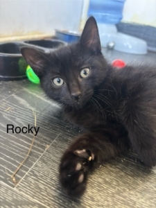 Rocky