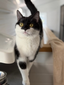 Snowball